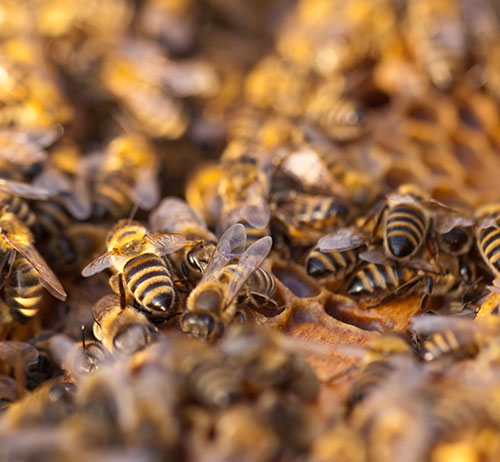 Cluster Bee Swarm Prevention in Palm Desert, CA